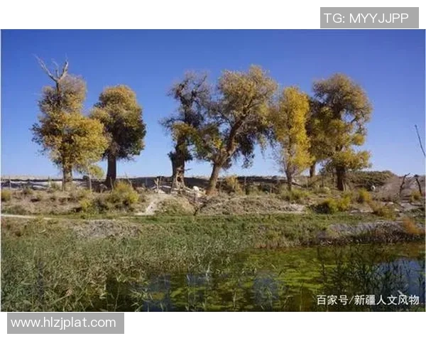 沥木与群马温泉的奇妙对话探寻自然与人文的完美融合